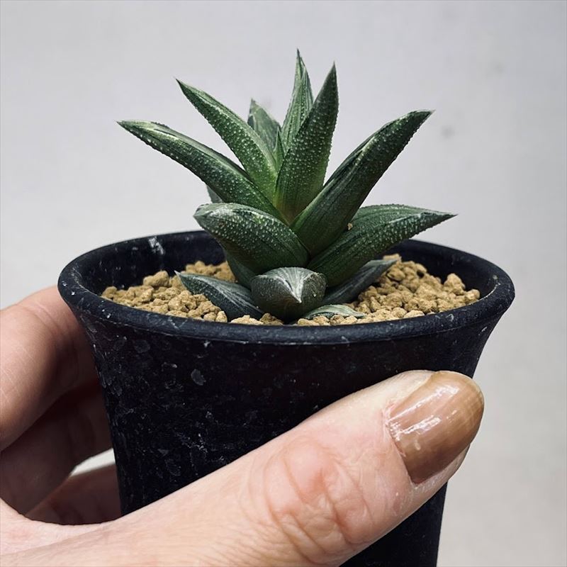 多肉植物：ハオルチア 蛍雪の松錦*S 幅4cm | サボテン＆多肉植物