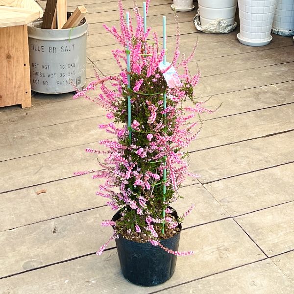 おしゃれ 観葉植物 苗 カルーナ ブルガリス 八重咲き 6号 G紅 Calluna Vulgaris 観葉植物 ガーデンプランツ 遊恵盆栽 本店