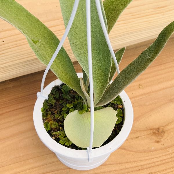 観葉植物】ビカクシダ ココヤシ鉢