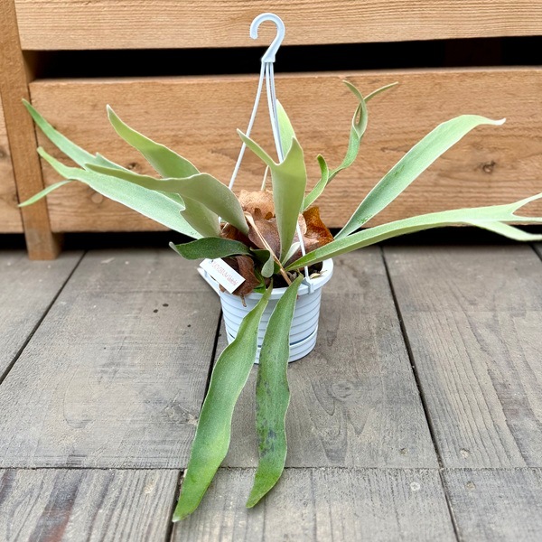 おしゃれ 観葉植物：ビカクシダ コウモリラン ビーチー*4号 吊り鉢