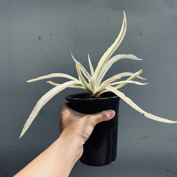 アガベ　アンガスティフォリア　ミルキーウェイ agave ミルキーホワイト o1085088314447795350.jpg