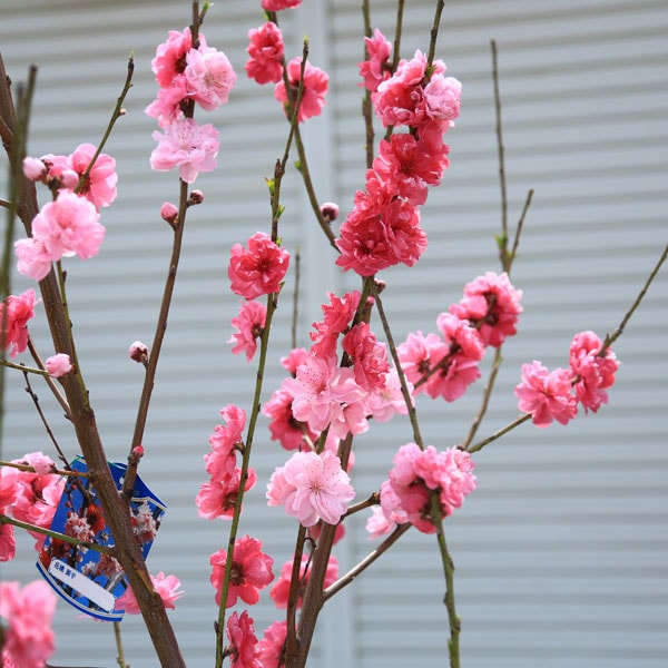 特大庭木 植木：花桃 源平桃 立ち性* 立モ 花もも 樹高：170cm 佐川