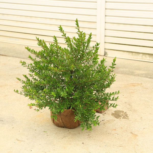庭木 植木：ギンバイカ*マートル 銀梅花 玉造り | 植木＆庭木 | 遊恵