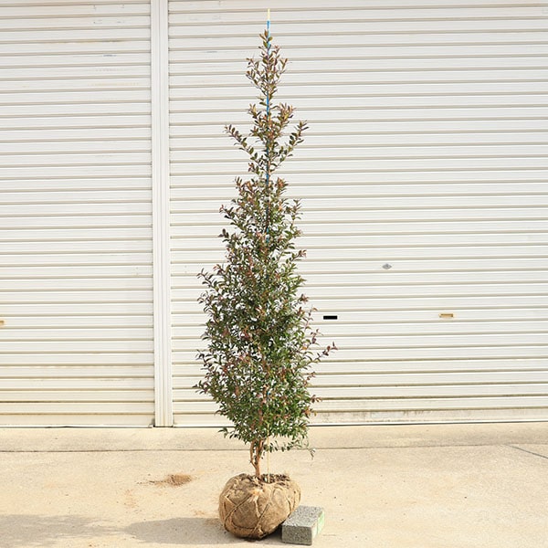 庭木 植木：ギンバイカ*マートル 銀梅花 直幹ツリー仕立て 佐川急便