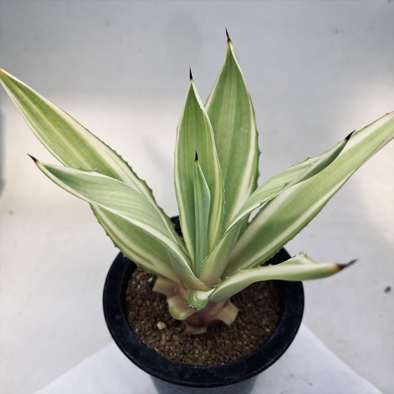 多肉植物：アガベ メリデンシス錦 ジョーホーク*M 幅20cm | サボテン