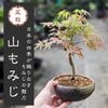 �����ߺϡ�����ߤ�(���;ƻ���ȭ)*��2025ǯ���ա��ޥ�ߥ� momiji bonsai