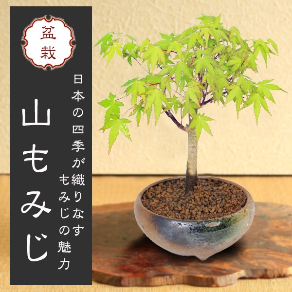 盆栽鉢　陶逸作時代希少犬山焼赤絵変り3つ足継あり小品盆栽鉢山野草鉢苔盆栽お洒落鉢 盆栽鉢 陶逸作時代希少犬山焼赤絵変り3つ足継あり小品盆栽鉢山