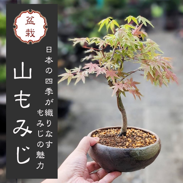小品盆栽：山もみじ(瀬戸焼三彩鉢)* bonsai | ミニ・小品盆栽