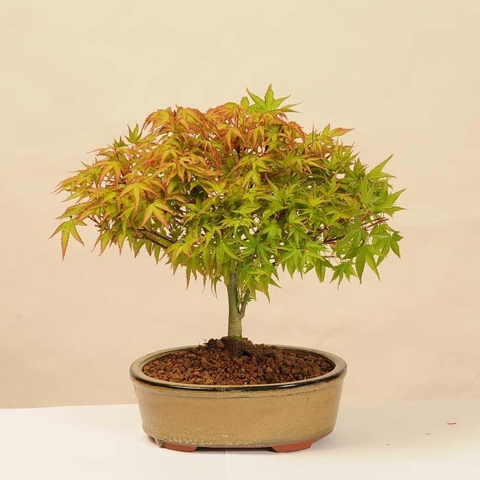 清姫紅葉 貴風盆栽 小品盆栽