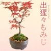 �ߺϡ����ϡ���ߤ�(���ھƾ�ȭ��*���դ� �ս���ߥ�ȭ���� ���ռ��� �ץ쥼��Ȥˤ� bonsai