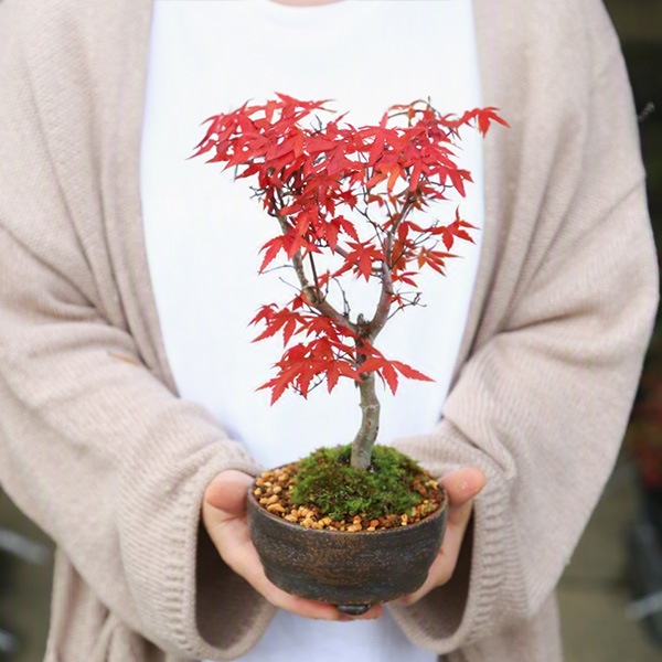 盆栽：出猩々もみじ(信楽焼小鉢）*苔付き 春秋モミジ鉢植え 紅葉狩り