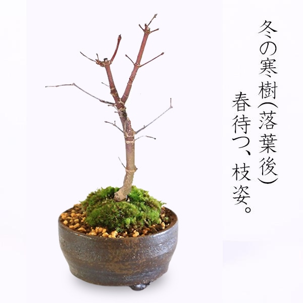 盆栽：出猩々もみじ(信楽焼小鉢）*苔付き 春秋モミジ鉢植え 紅葉狩り