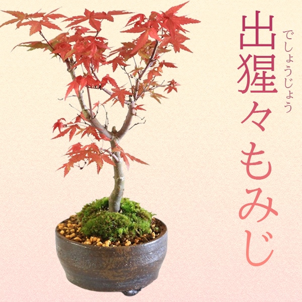 盆栽：出猩々もみじ(信楽焼小鉢）*苔付き 春秋モミジ鉢植え 紅葉狩り