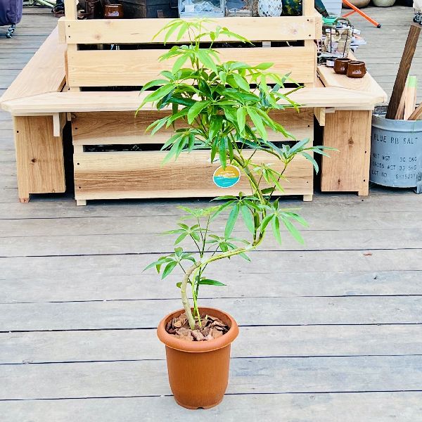 おしゃれ 観葉植物：シェフレラ アンガスティフォリア*7号 プラポット