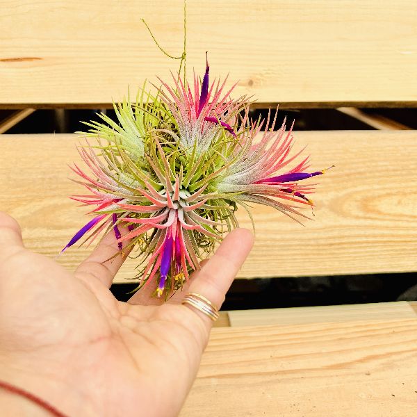 ティランジア チランジア エアプランツ イオナンタ クランプ 未開花50株以上 イオナンタ ボール』開花中✨ エアプランツの中でも特に育て