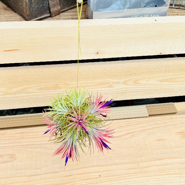 おしゃれ 観葉植物 エアープランツ チランジア イオナンタ クランプ エアプランツ ティランジア 観葉植物 遊恵盆栽 本店