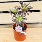 ������졡���տ�ʪ���������˥���*��ˡ�� �����ۥ��� 6��ץ�ݥå� Aeonium arboreum