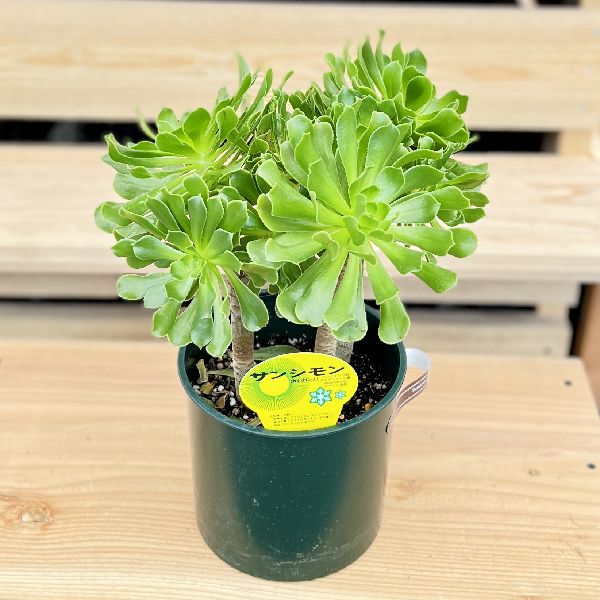 おしゃれ 観葉植物：アエオニウム カナリエンス*6号プラポット Aeonium