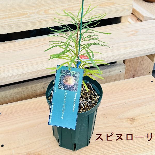 バンクシア　スピヌローサ バンクシア・スピヌローサ 5号ポット | | ネイティブプランツ
