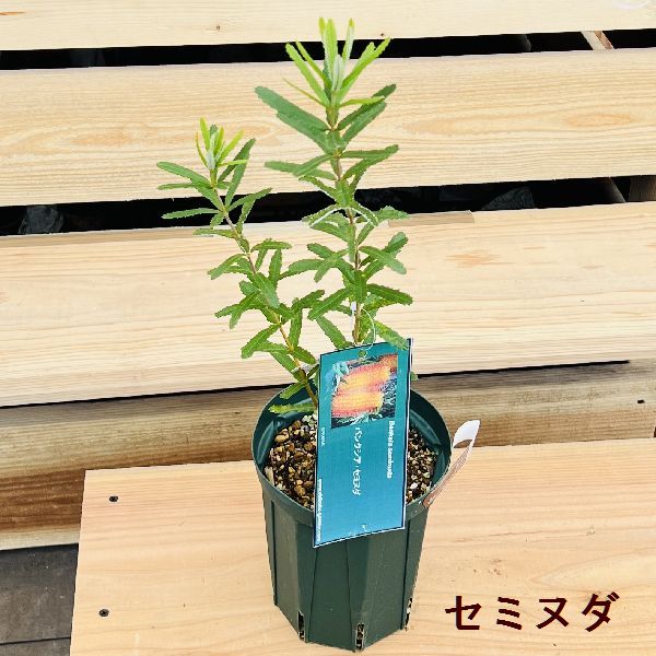 バンクシア ヘアピン 6号 陶器鉢 スピヌローサ オージープランツ