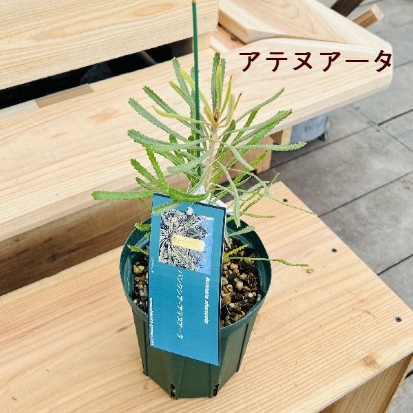 おしゃれ 観葉植物 鉢花 選べる苗：バンクシア*グランディス