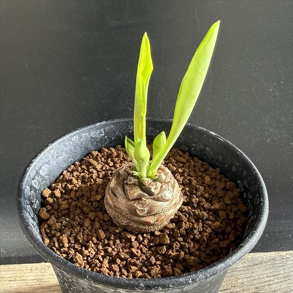 多肉植物：ユーフォルビア 鉄甲丸*S 塊根幅3cm ☆赤松実生