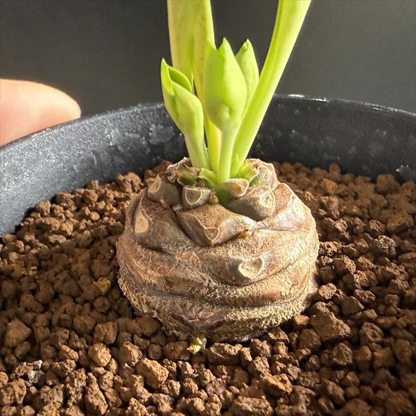 多肉植物：ユーフォルビア 鉄甲丸*S 塊根幅3cm ☆赤松実生
