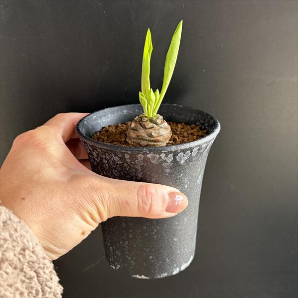 多肉植物：ユーフォルビア 鉄甲丸*S 塊根幅3cm ☆赤松実生