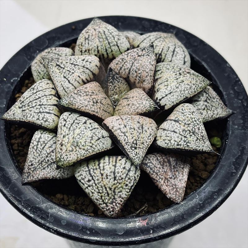 ハオルチア　ピクタ　モザイクモンストローサ 多肉植物　Y氏　ビッチェ ハオルチア ピクタ モザイクモンストローサ 多肉植物 Y氏 ビッチェ