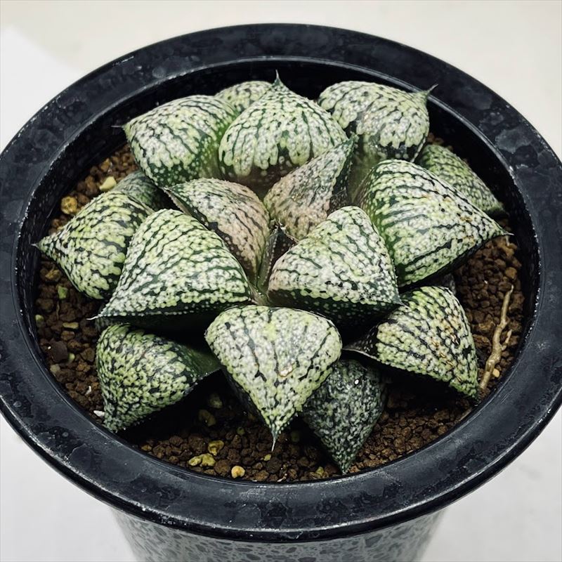 多肉植物 ハオルチア ピクタ 小澤モザイク 多肉植物 ハオルチア ピクタ 小澤モザイク