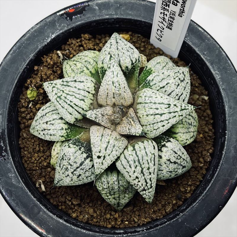 多肉植物：ハオルチア 関西系モザイクピクタ*幅8cm 現品！一品限り