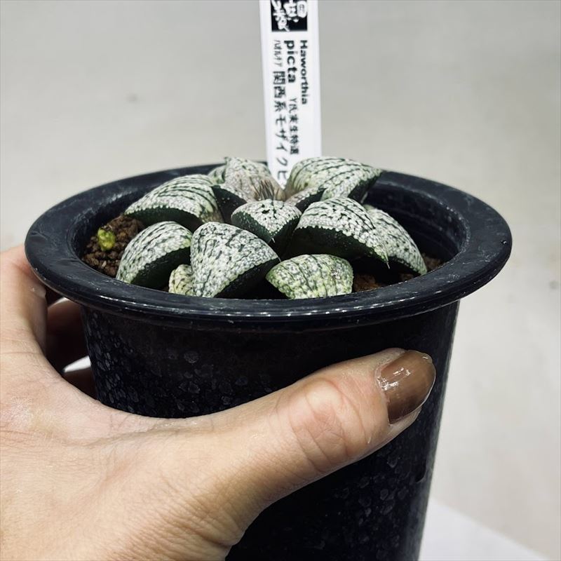 多肉植物：ハオルチア 関西系モザイクピクタ*幅8cm 現品！一品限り