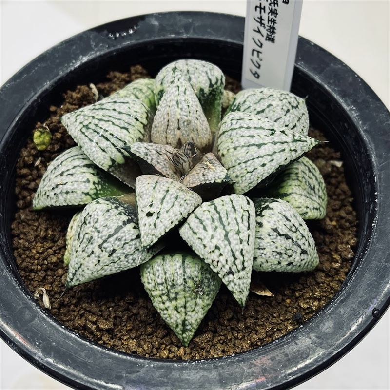 多肉植物：ハオルチア 関西系モザイクピクタ*幅8cm 現品！一品限り