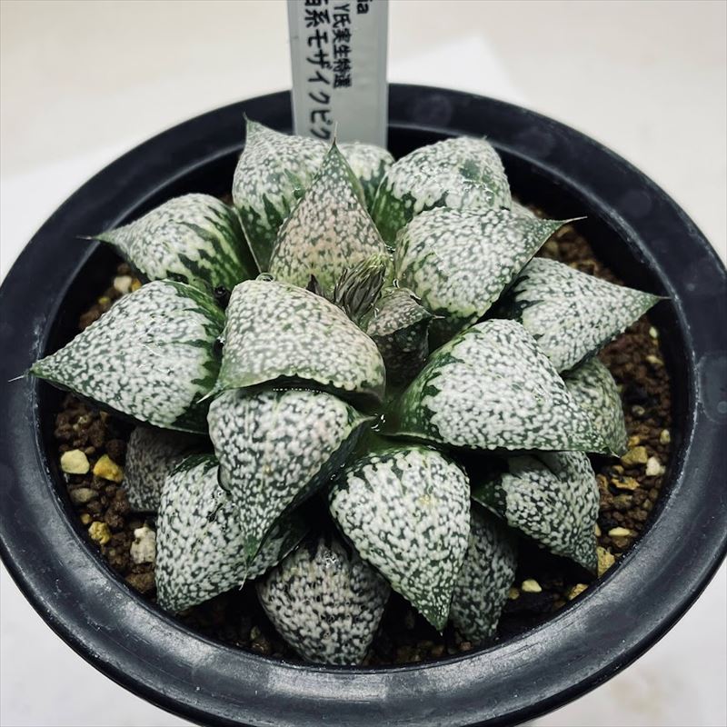 多肉植物：ハオルチア 関西系モザイクピクタ*幅8.5cm 現品！一品限り