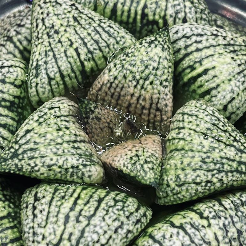 多肉植物：ハオルチア 関西系モザイクピクタ*幅9cm 現品！一品限り