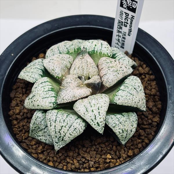多肉植物：ハオルチア 関西系モザイクピクタ*幅8cm 現品！一品限り