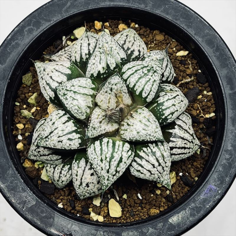 多肉植物：ハオルチア 関西系モザイクピクタ*幅8cm 現品！一品限り