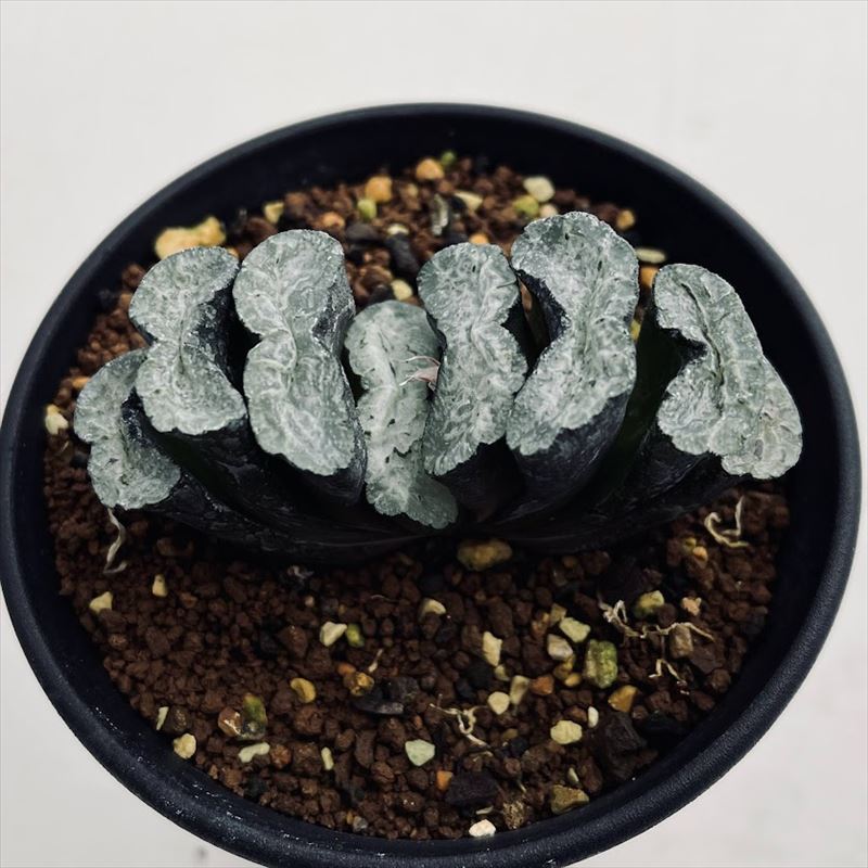 多肉植物：ハオルチア 玉扇 緑門*幅7cm 現品！一品限り | サボテン
