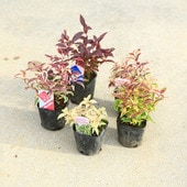 /ڡΡʥ襦˥ʥƥ* ʼӤ