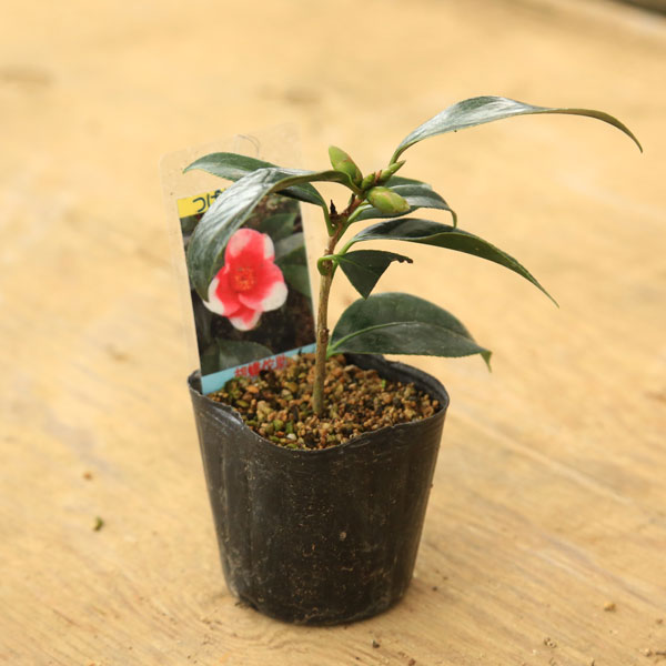 庭木 植木 苗:胡蝶侘助(こちょうわびすけ)*桃花絞り咲き | 盆栽素材,苗(花物・実物) | 遊恵盆栽 本店