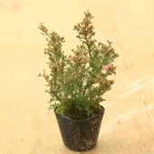 ���ڡ����ڡ������奦�Х��ʵ����ߡˤ����夦�Ф�*