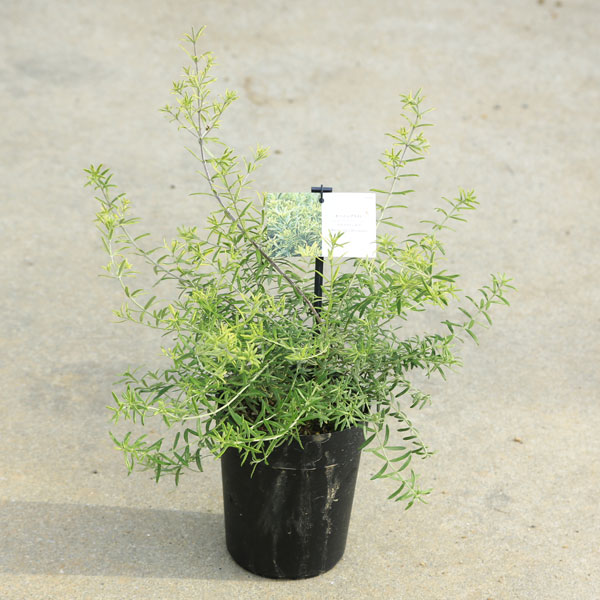 ���ڡ����ڡ��ġ��������ȥ�󥮥����⡼�˥󥰥饤�� *5�桡�������