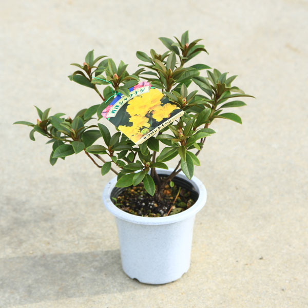 ڡڡΥ㥯ʥե󥯥*5桡