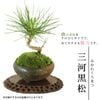 �ߥ��ߺϡ����Ϲ��������;ơ�*bonsai