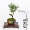 �ߥ��ߺϡ����Ϲ��������;ơ�*bonsai