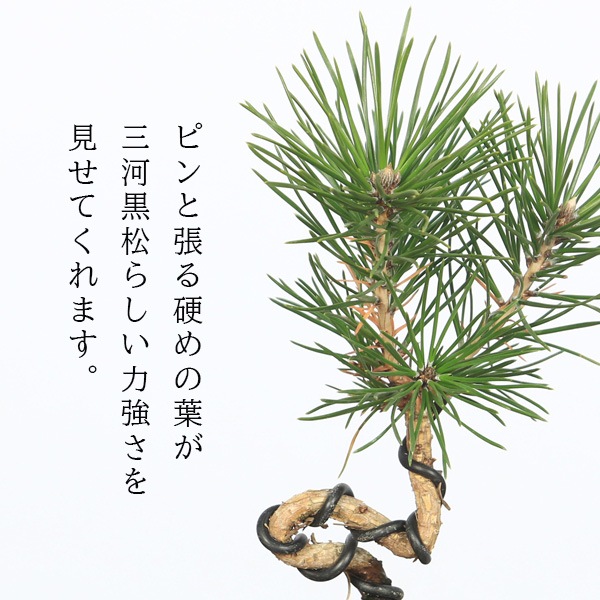 ミニ盆栽：三河黒松（瀬戸焼）*bonsai | 贈り物におすすめ（送料無料