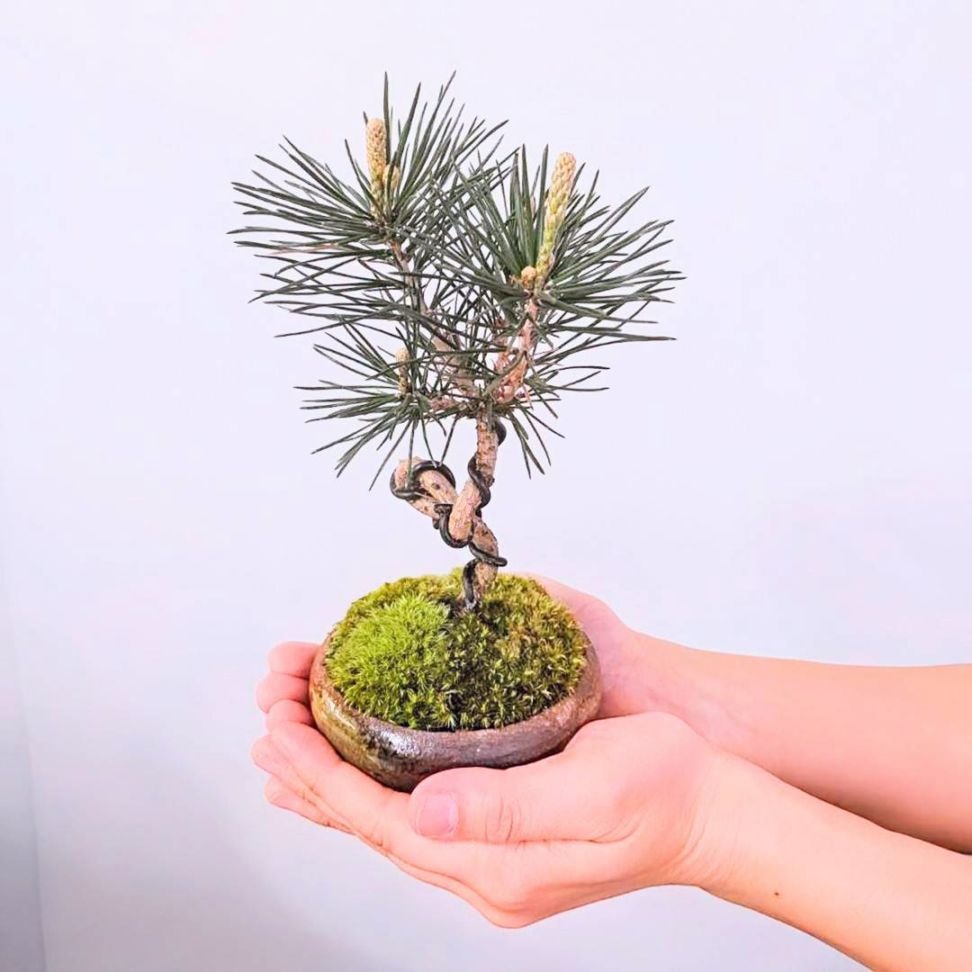 ミニ盆栽：三河黒松（瀬戸焼）*bonsai | 贈り物におすすめ（送料無料