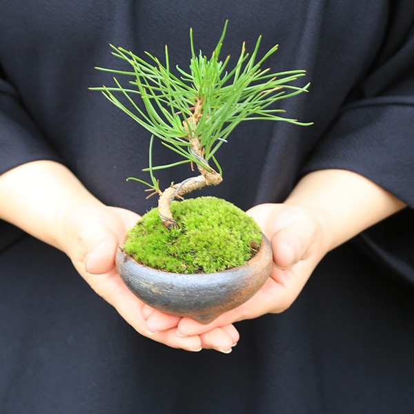 ミニ盆栽：三河黒松（瀬戸焼）*bonsai | 贈り物におすすめ（送料無料