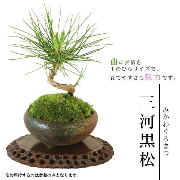 三河盆栽　持ち込み古い極古五葉松　貴重　東海地方の超名門出身の盆栽 ミニ盆栽：三河黒松（瀬戸焼）*bonsai | 贈り物におすすめ（送料無料