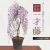 �ߺϡ����ƣ�ʻ��Ͼ�ǻ�㿼ȭ)*ƣ(2026ǯ���ֽ�λ)  bonsai